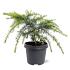 Cedrus deod. 'Golden Horizon'