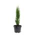 Cupressus semp. 'Totem'