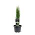 Cupressus semp. 'Totem'