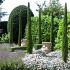 Cupressus semp. 'Totem'
