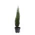 Cupressus semp. 'Totem'