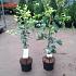 Ginkgo biloba