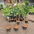 Ginkgo bil. 'Mariken'