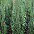 Juniperus s. 'Blue Arrow'