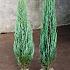 Juniperus s. 'Blue Arrow'