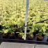 Metasequoia gl. Goldrush