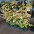 Metasequoia gl. Goldrush