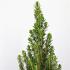 Picea gl. Perfecta