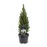 Picea gl. Perfecta