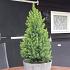 Picea gl. Perfecta