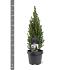 Picea gl. Perfecta