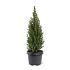Picea gl. Perfecta