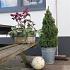 Picea gl. Perfecta