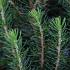 Picea gl. Perfecta