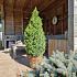 Picea gl. Perfecta