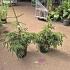 Picea orientalis 'Aureospicata'