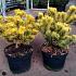 Pinus mugo 'Winter Gold'