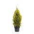 Thuja occ. Golden Smaragd