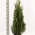 Thuja occ. 'Smaragd'