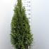 Thuja occ. 'Smaragd'