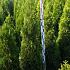 Thuja occ. 'Smaragd'
