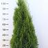 Thuja occ. 'Smaragd'