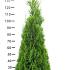 Thuja occ. 'Smaragd'