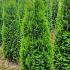 Thuja occ. 'Smaragd'