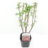 Ribes sang. 'King Edward VII'