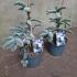 Abies procera 'Glauca'