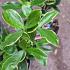 Daphne odora 'Aureomarginata'