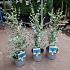Eucalyptus gunnii