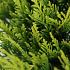 Juniperus pf. 'Old Gold'