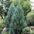 Juniperus s. 'Moonglow'