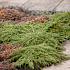 Juniperus comm. 'Green Carpet'