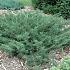 Juniperus communis saxatilis