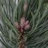 Pinus sylv. 'Watereri'
